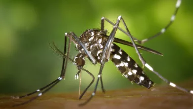 Dengue Fever